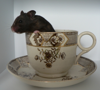 Gertie in a giant teacup