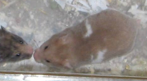 Brooke with her sister at 27 days old, image from Sue Carter of Bourne Valley