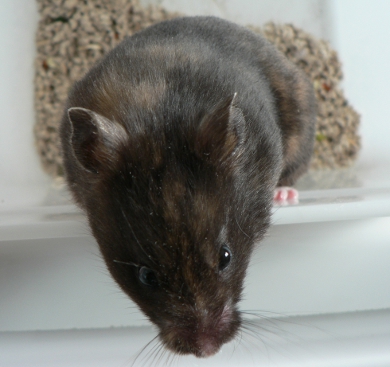 Gertie looking down