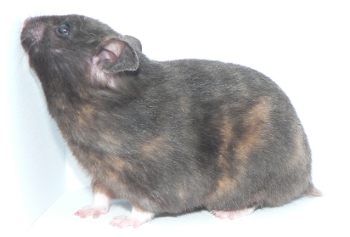 Gertie, showing her markings