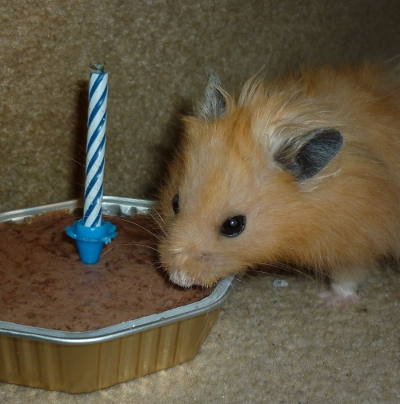 Sid on his 2nd Birthday