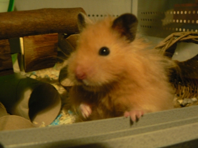 Sid on arrival at Grantabrugge, in his cage